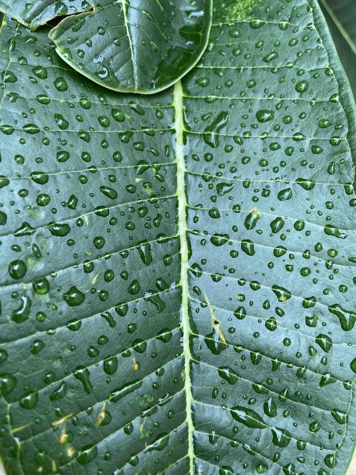 rain and leaves