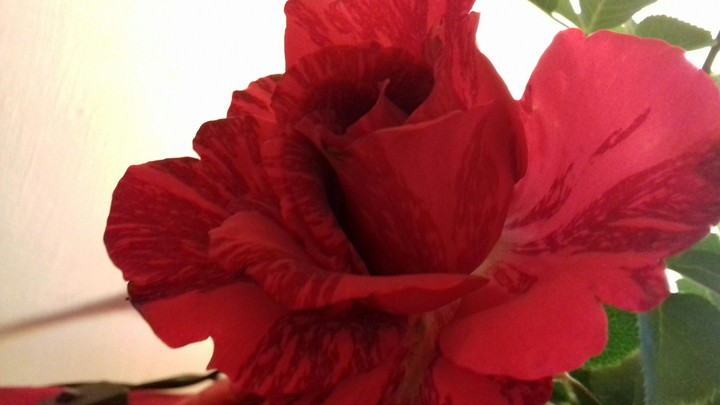 rose