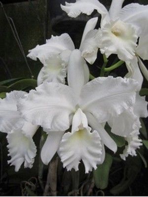 White flowers.