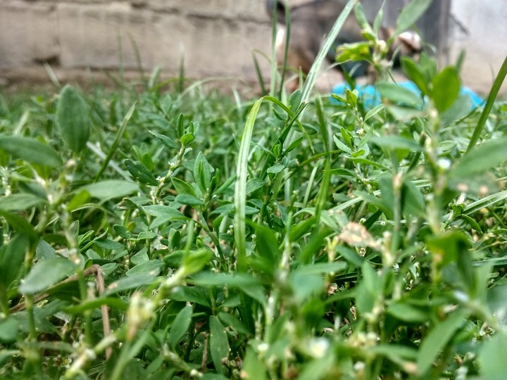trawa