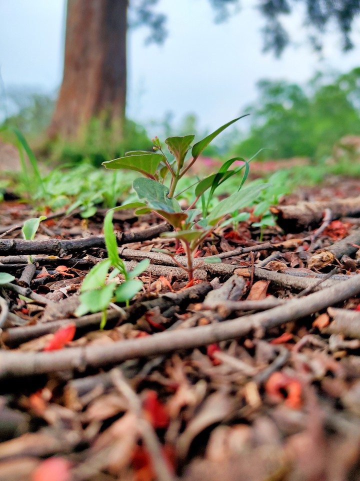 Macro plants