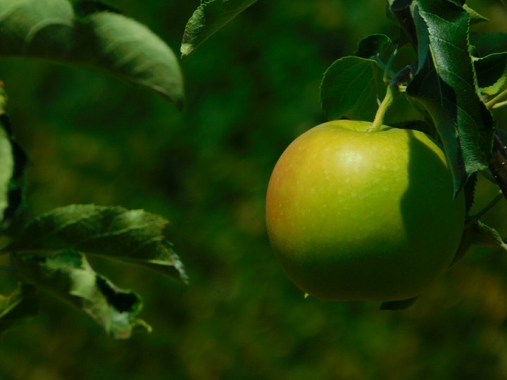 Tasty apple