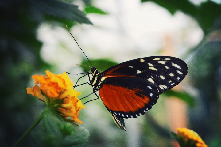 butterfly