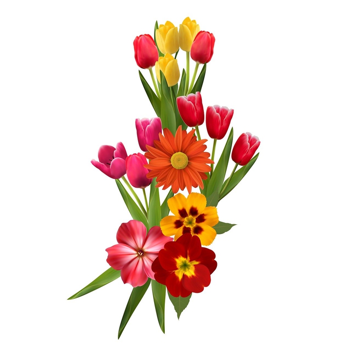 tulip