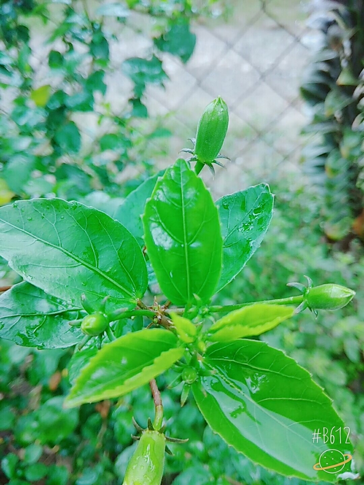 Go greenyy