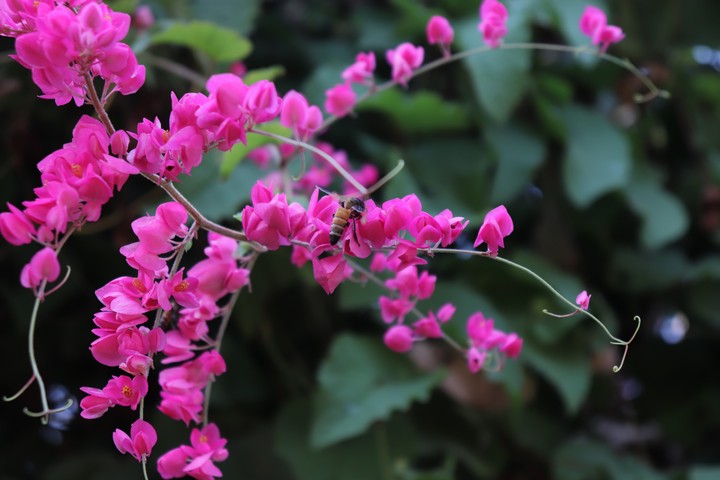 Pink Coral Vine
