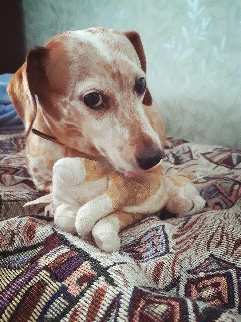 whippet, dog achtergronden