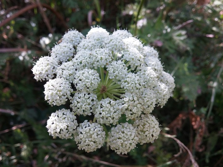 white flower