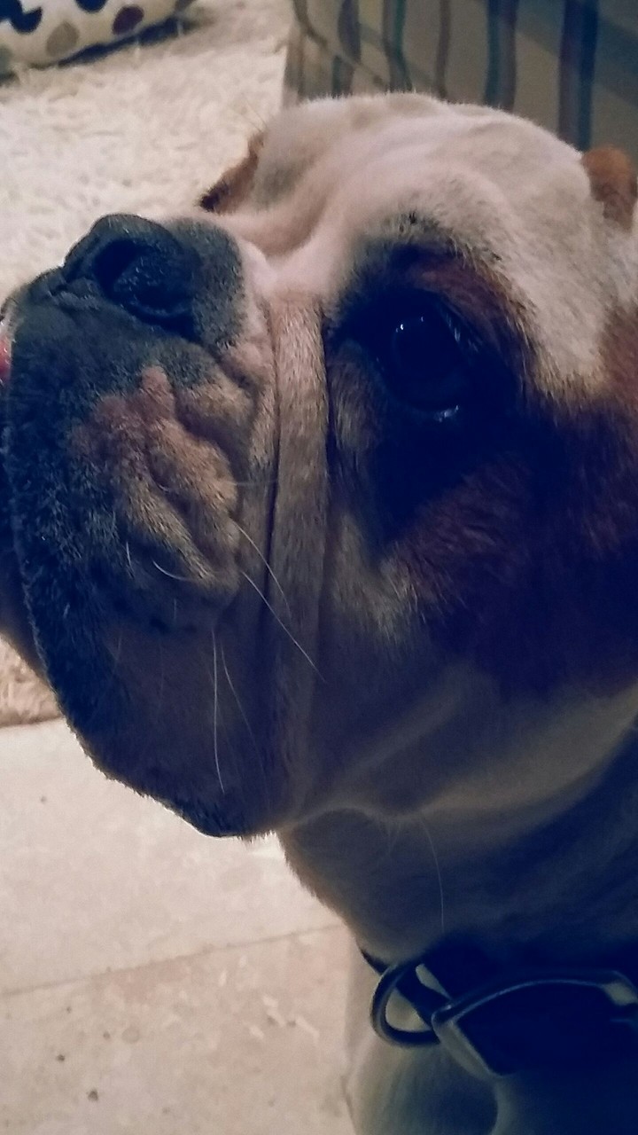 English Bulldog