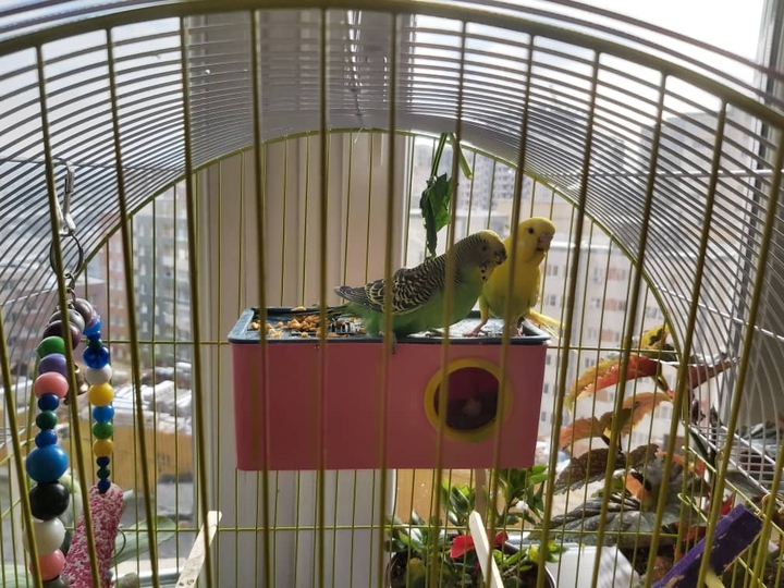 bird