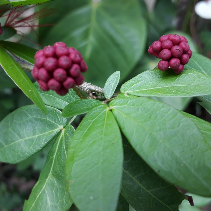 buds