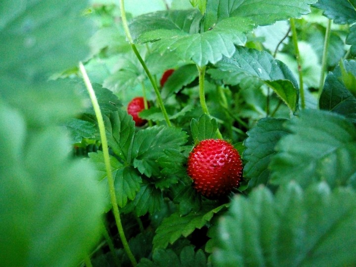 strawberry