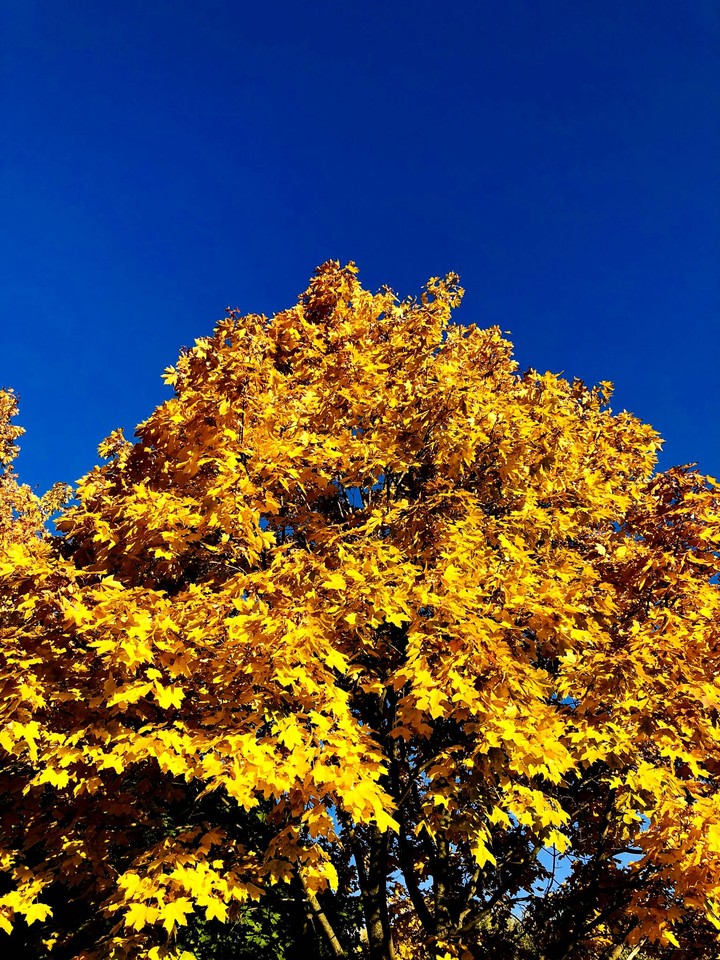 autumn