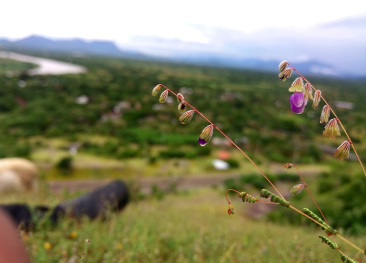 PEQUEÑA NATURALEZA.