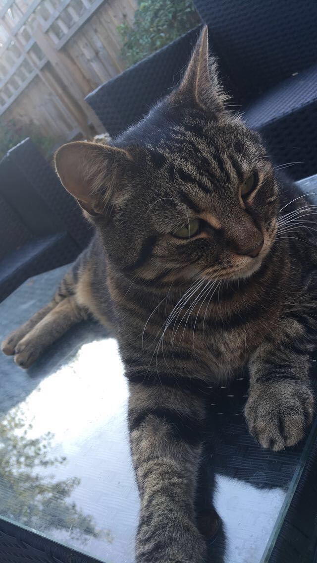 Tabby Cat