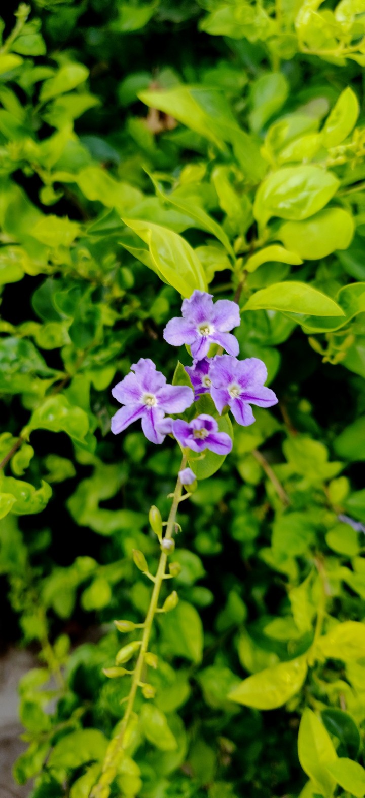 flower