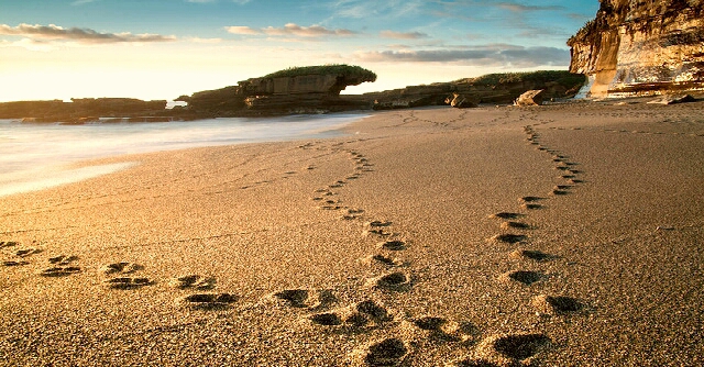 sandprints