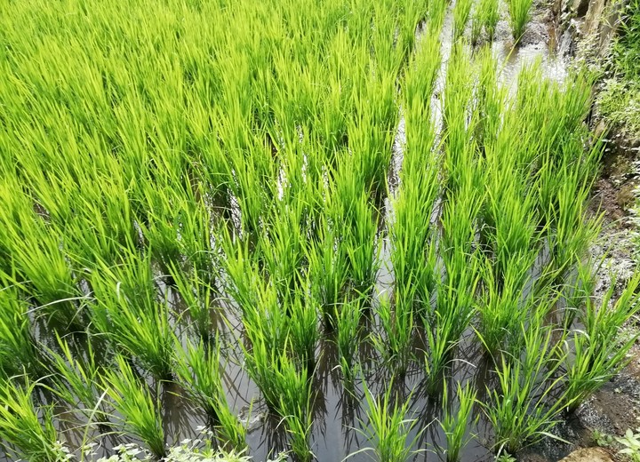Rice paddy