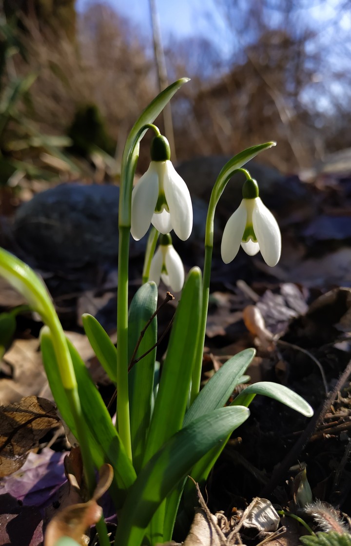 Snowdrop