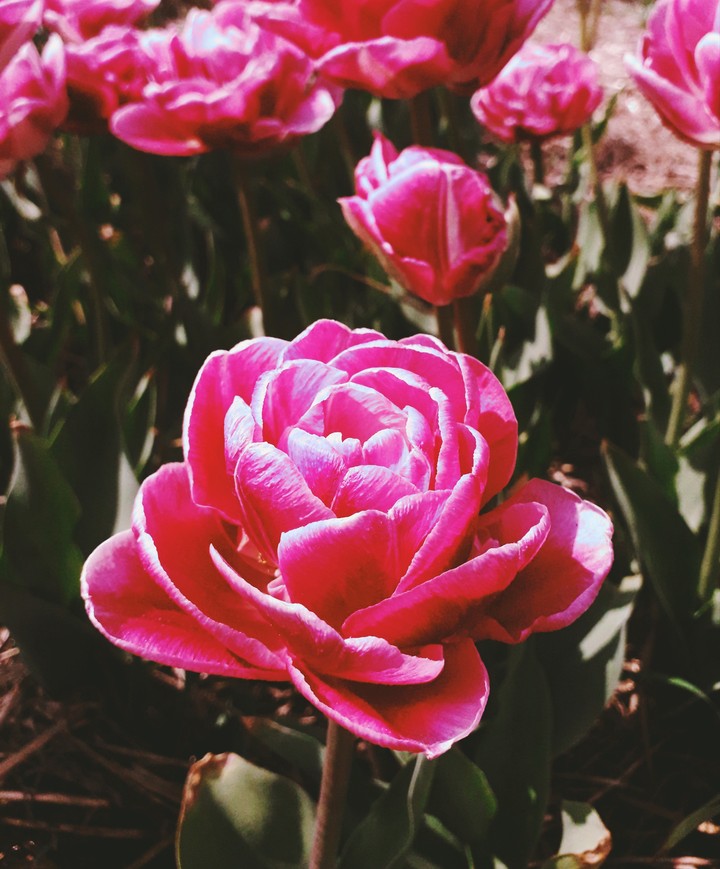 pink