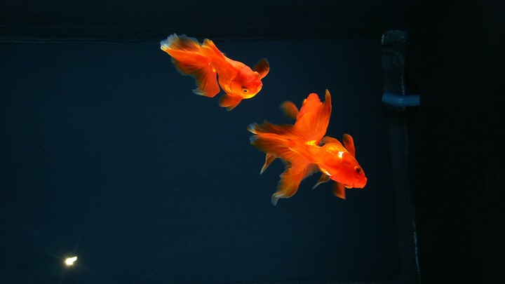 aquarium gold fish