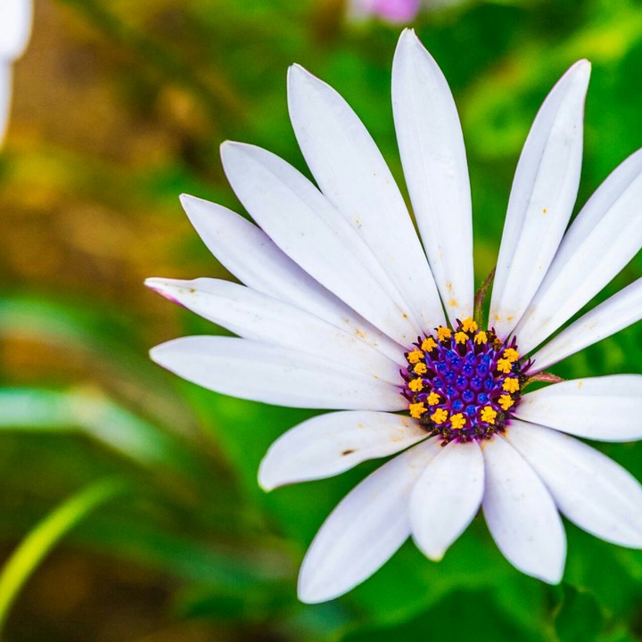 Fiore