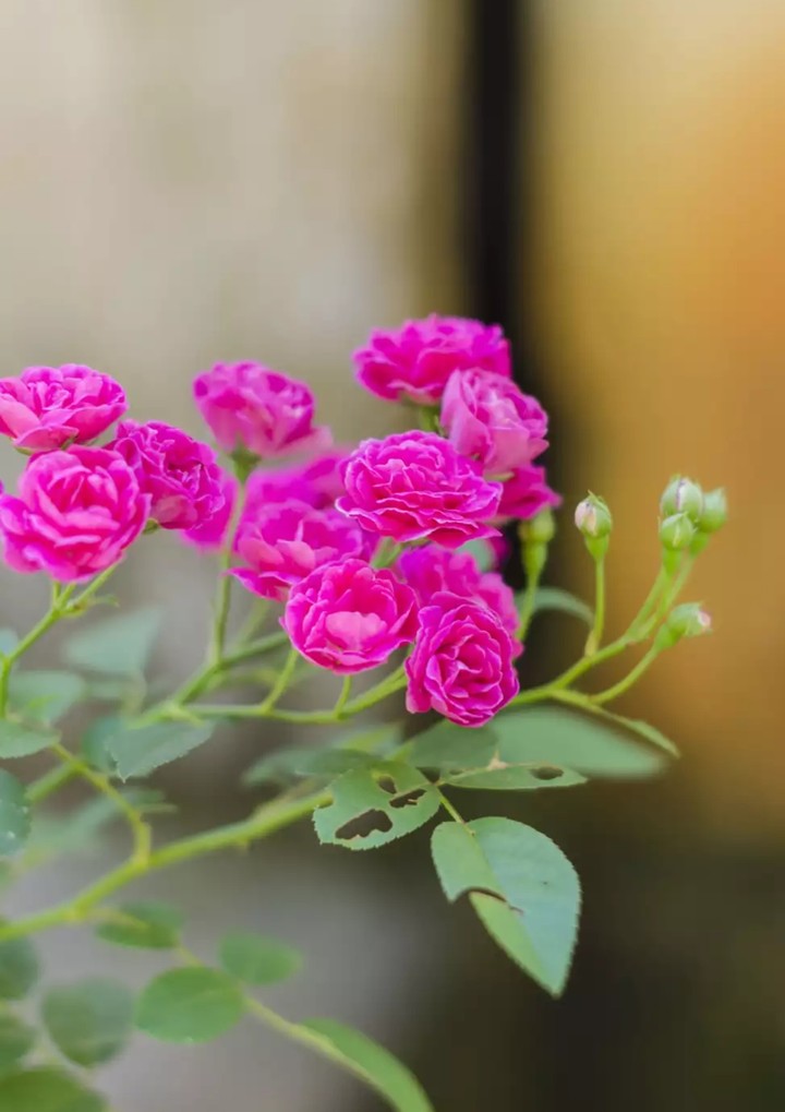 Roses