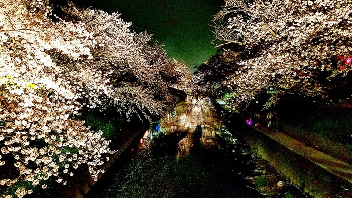 夜桜