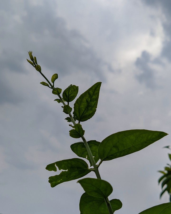 Portrait Plants