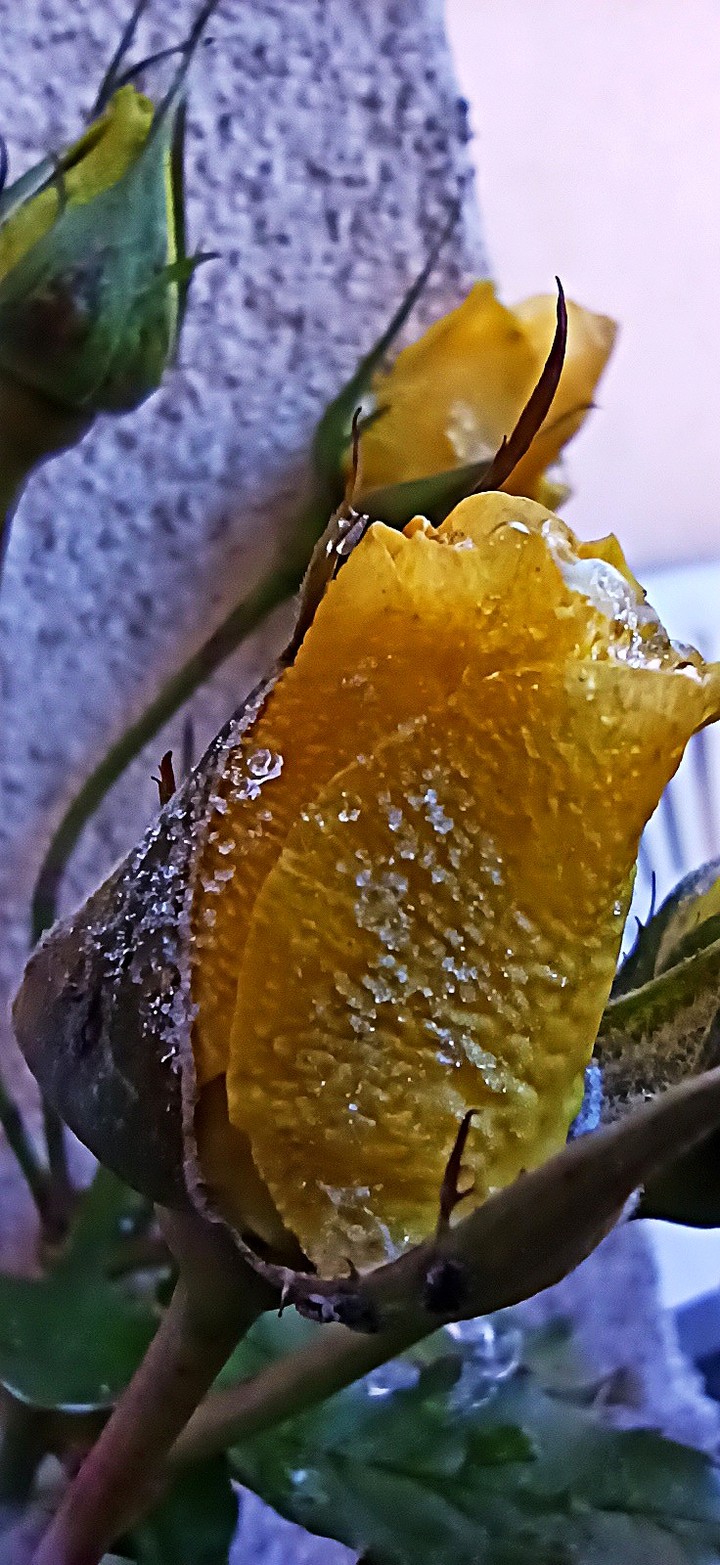 rose