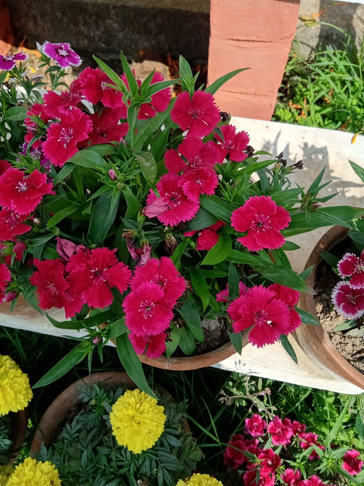 Plant with flowers