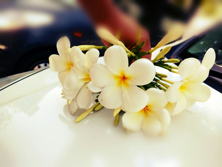 White Flowers