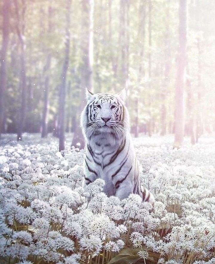 Тигр