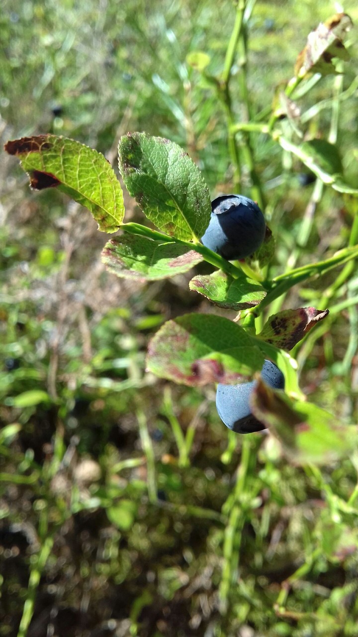 berry
