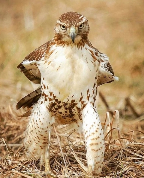 רקעים accipitriformes, adaptation