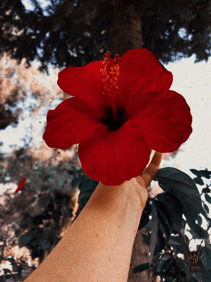 flower