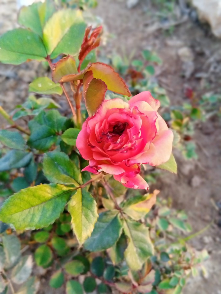 new flower