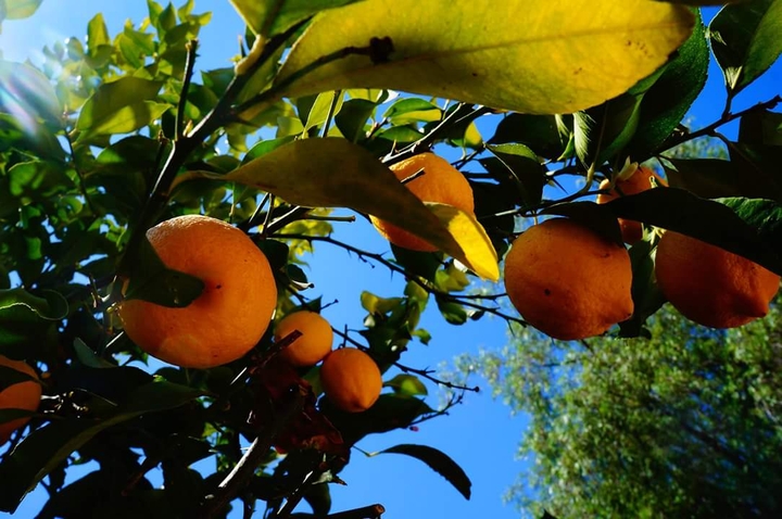Winter Lemon Tree