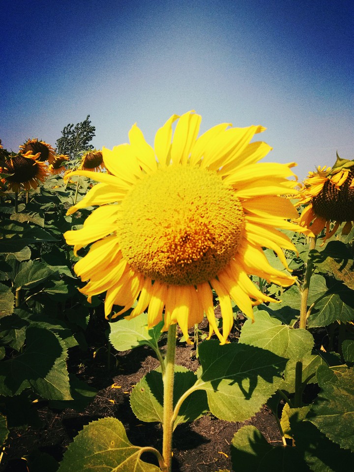 sunflower