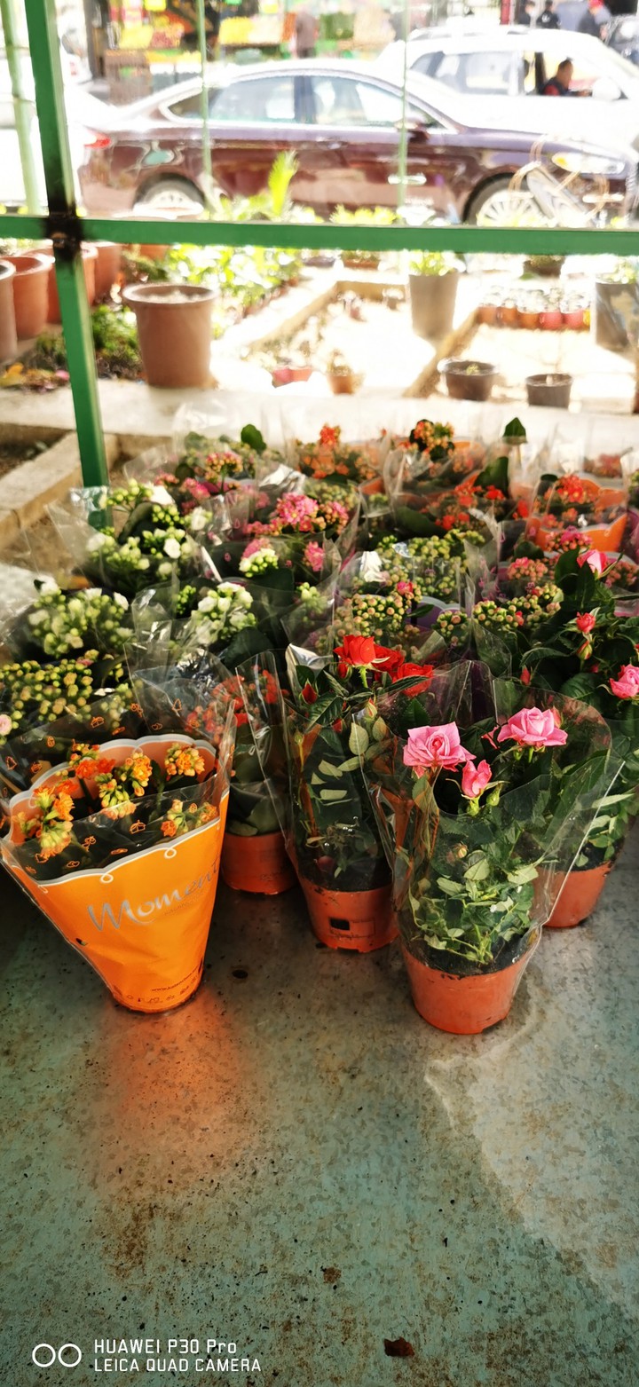 flowers