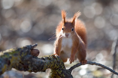 sfondi Fawn, rodent
