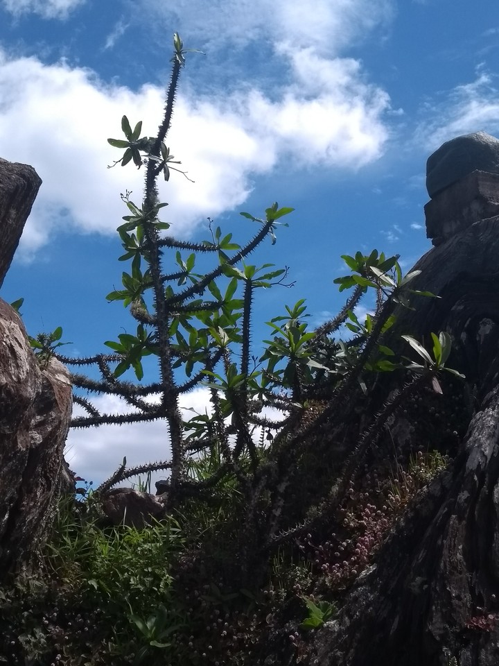 Espinhos