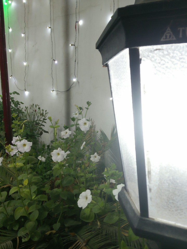 white flowers with night lamp