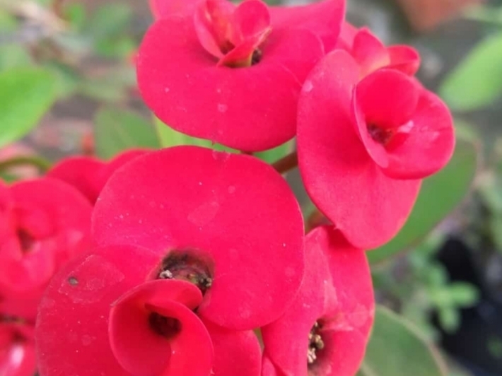 beautiful flower