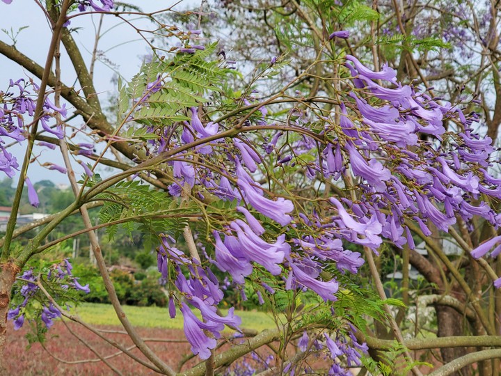 Jacaranda mimosifolia