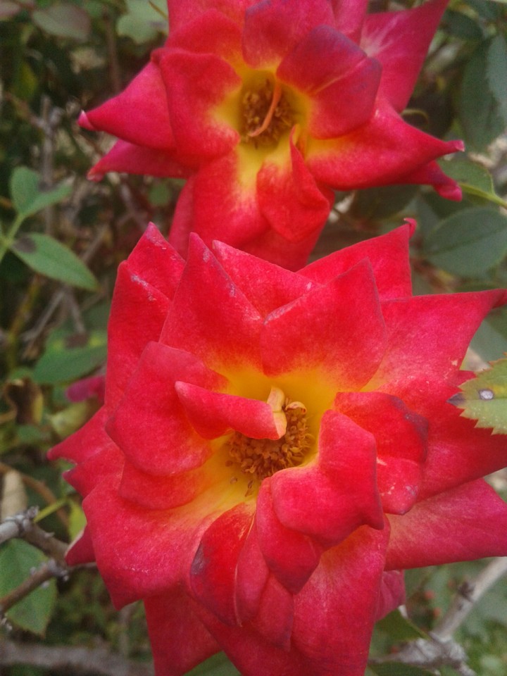 master rose