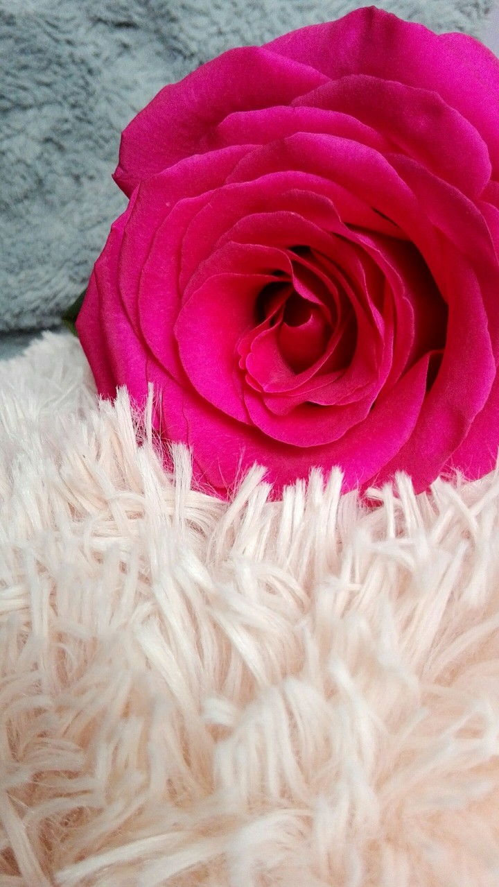 rose