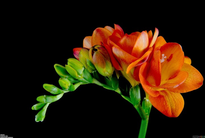 Beautiful freesia
