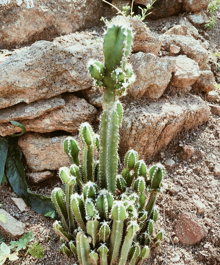 cactus