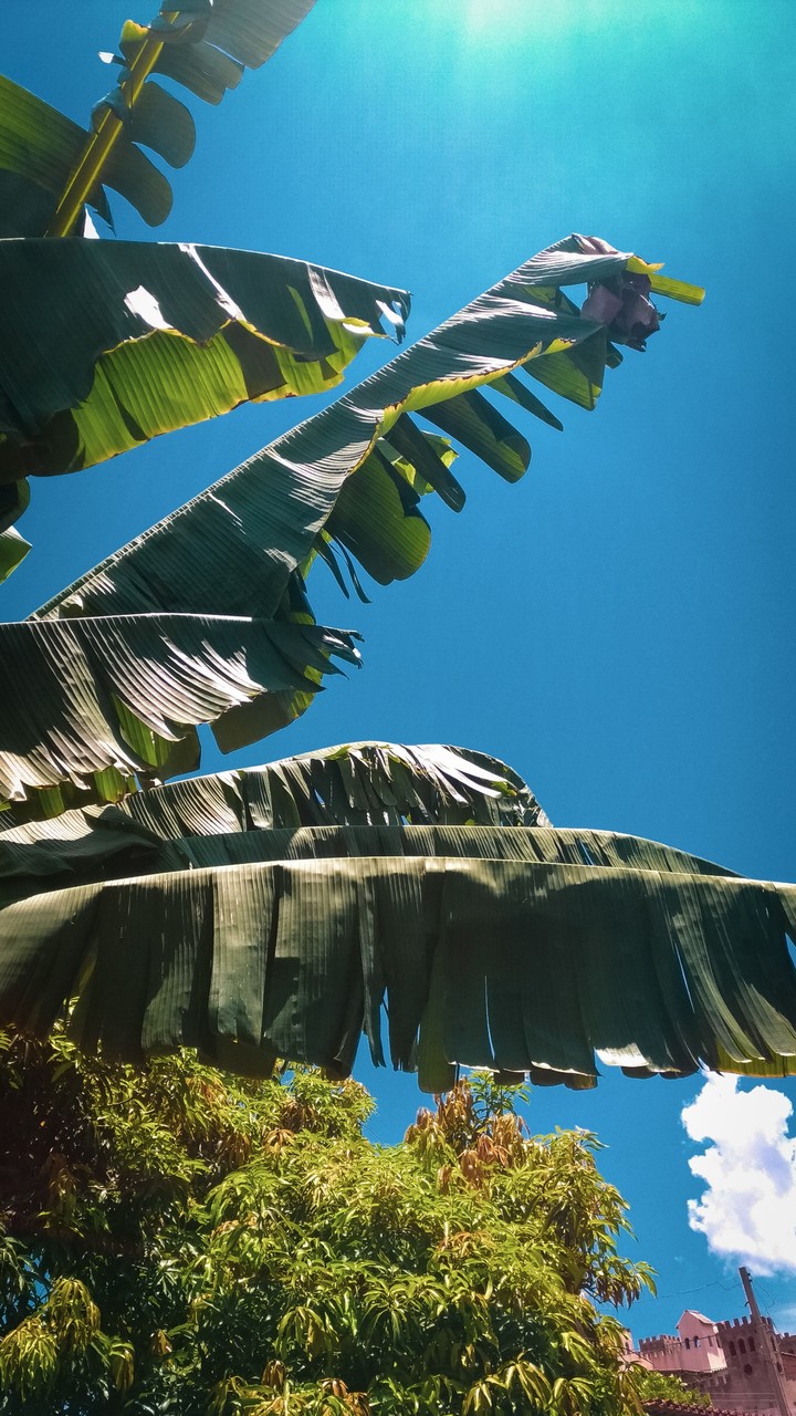 Banana Tree